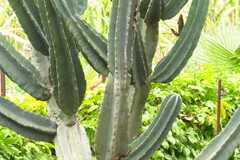 Cereus repandus