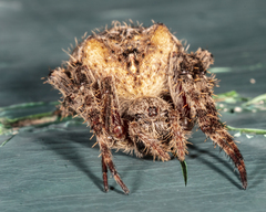 Araneus saevus