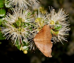 Sarisa muriferata