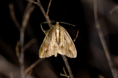 Pseudocoremia lupinata