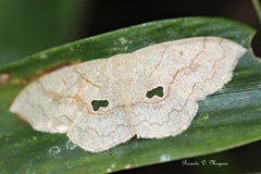 Semaeopus sabuloides