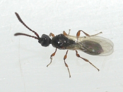 Diapriinae