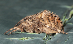 Araneus saevus
