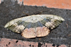 Semaeopus varia