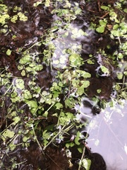 Chrysosplenium americanum