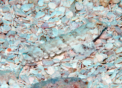 Diplogrammus goramensis