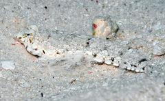 Diplogrammus goramensis