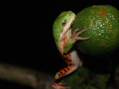 Pithecopus hypochondrialis