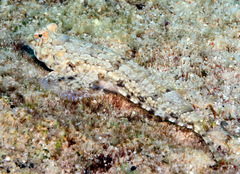 Diplogrammus goramensis