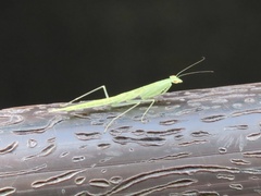 Sinomantis denticulata