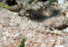 Diplogrammus goramensis