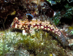 Synchiropus ocellatus