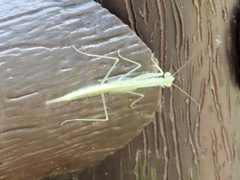 Sinomantis denticulata