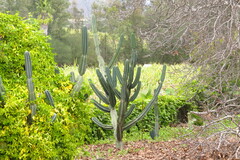 Cereus repandus