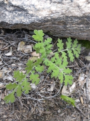 Hydrophylloideae