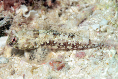 Synchiropus ocellatus