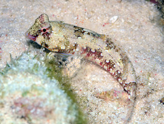 Synchiropus ocellatus