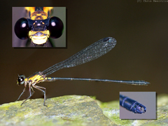 Lestoidea brevicauda