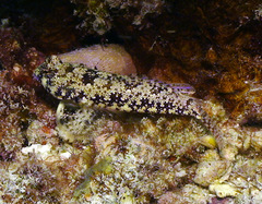 Synchiropus ocellatus