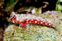 Synchiropus morrisoni