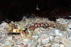 Synchiropus morrisoni