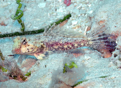 Synchiropus morrisoni