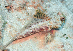 Synchiropus morrisoni