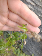 Koanophyllon palmeri