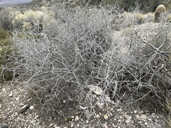Prunus fasciculata