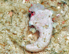 Synchiropus morrisoni