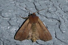 Ichneutica atristriga