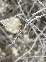 Prunus fasciculata