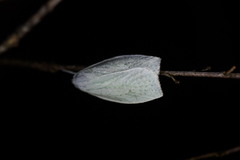Nymphostola galactina