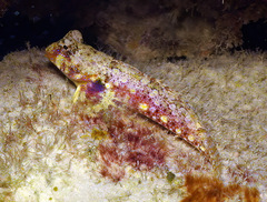 Synchiropus morrisoni