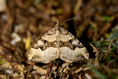 Xanthorhoe semifissata