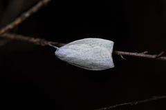 Nymphostola galactina