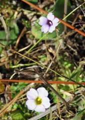 Pinguicula pumila