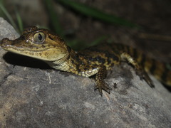 Caiman crocodilus crocodilus