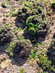 Pyura praeputialis