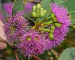 Eucalyptus albopurpurea