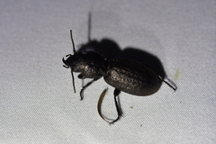 Mecodema sculpturatum