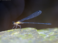 Lestoidea brevicauda