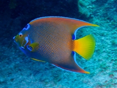 Holacanthus ciliaris