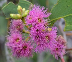 Eucalyptus albopurpurea