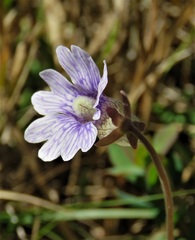 Pinguicula caerulea