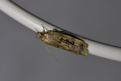 Barea exarcha