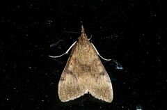 Uresiphita maorialis