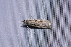 Scoparia indistinctalis