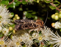 Proteuxoa sanguinipuncta