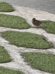 Passer montanus malaccensis